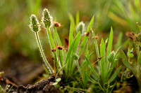 Silky Plantain; Plantago bellardii