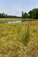 Canadese rus; Canadian rush; Juncus canadensis