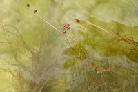 Draadfonteinkruid; Slender-leaved Pondweed; Potamogeton filiform