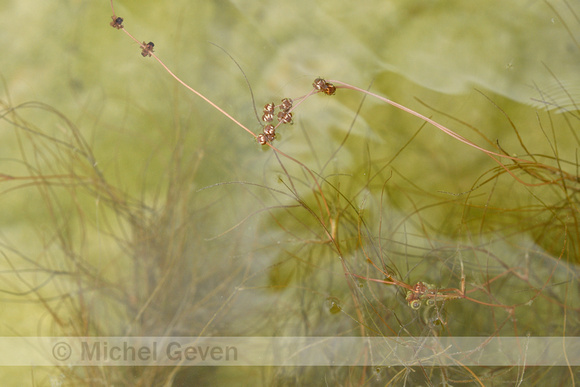 Draadfonteinkruid; Slender-leaved Pondweed; Potamogeton filiform