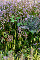 Grote wolfsklauw; Stag's-Horn clubmoss; Lycopodium clavatum