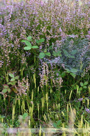 Grote wolfsklauw; Stag's-Horn clubmoss; Lycopodium clavatum