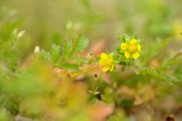 Liggende ganzerik; Spreading Cinquefoil; Potentilla supina