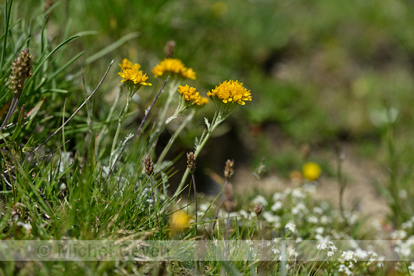 Artemisia glacialis