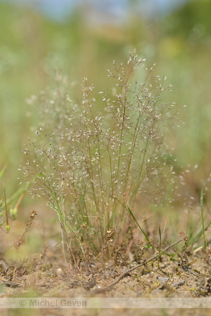 Zilverhaver; Silver hair-grass; Aira caryophyllea