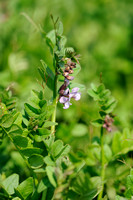 Heggenwikke -  Bush vetch - Vicia sepium