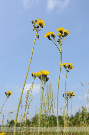 Weidehavikskruid; Meadow Hawkweed; Hieracium caespitosum