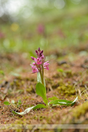 Vlierorchis; Elder-flowered Orchid; Dactylorhiza sambucina