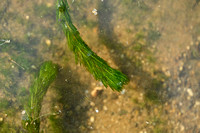 Grof hoornblad; Rigid hornwort; Ceratophyllum demersum