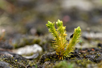 Dennenwolfsklauw ssp arctica - Fir Clubmoss ssp arctica - Huperzia selago subsp. Arctica