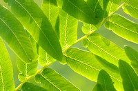 Koningsvaren; Royal Fern; Osmunda regalia