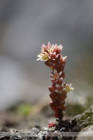 Sedum atratum;