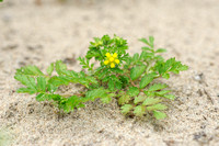 Liggende Ganzerik - Spreading Cinquefoil -Potentilla supina