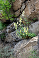 Grote Leeuwenbek -  Snapdragon - Antirrhinum latifolium
