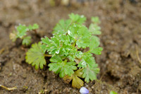 Grote Leeuwenklauw; Parsley-piert; Aphanes arvensis