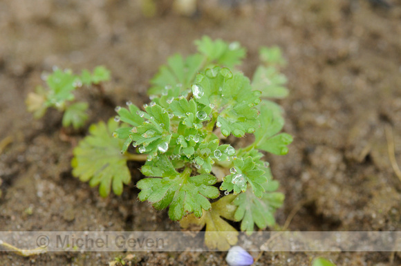 Grote Leeuwenklauw; Parsley-piert; Aphanes arvensis