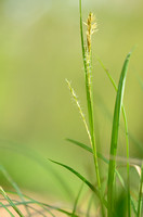 Boszegge; Wood sedge; Carex sylvatica