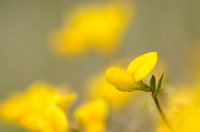 Gewone Rolklaver; Common Bird's-foot-trefoil; Lotus corniculatus