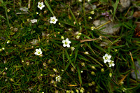 Sagina glabra