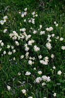 Alpenwondklaver; Alpine Kidney Vetch; Anthyllis vulneraria subsp