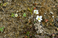 Sierlijk vetmuur; Knotted Pearlwort; Sagina nodosa