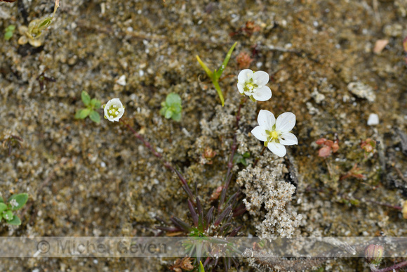 Sierlijk vetmuur; Knotted Pearlwort; Sagina nodosa