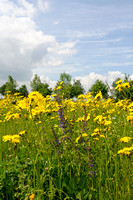 Groot Streepzaad; Rough Hawk's-beard; Crepis biennis