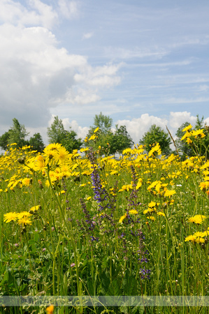 Groot Streepzaad; Rough Hawk's-beard; Crepis biennis