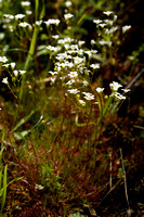 Saxifraga fragosoi