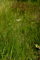 Varkenskervel-torkruid - Oenanthe peucedanifolia