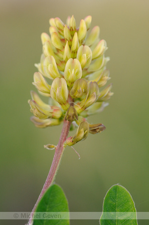 Wild Liquorice; Hokjespeul; Astragalus glycyphyllos