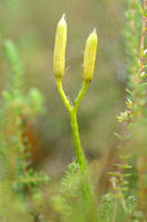 Grote Wolfsklauw; StagÕs-horn clubmoss; Lycopodium clavatum;