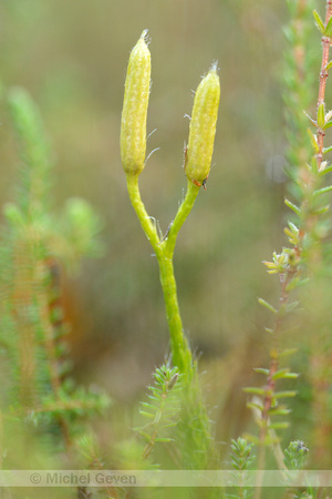 Grote Wolfsklauw; StagÕs-horn clubmoss; Lycopodium clavatum;