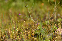 Lathyrus angulatus