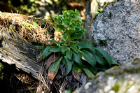 Helleborus argutifolius