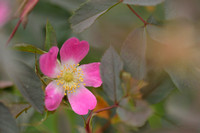 Bergroos; Red-leaved Rose; Rosa glauca