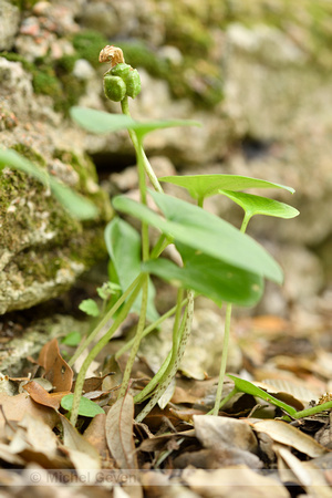 Arisarum vulgare