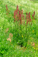 Geoorde Zuring - Narrow-leaved sorrel - Rumex thyrsiflorus