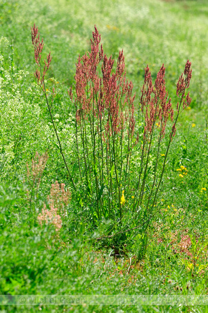 Geoorde Zuring; Narrow-leaved sorrel; Rumex thyrsiflorus