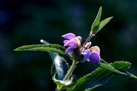 Phlomis herba-venti