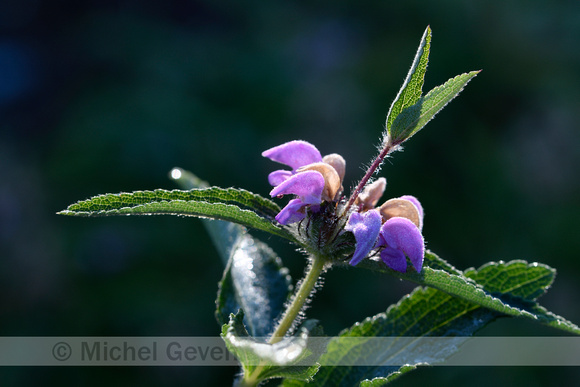 Phlomis herba-venti