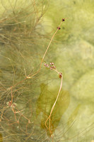 Draadfonteinkruid; Slender-leaved Pondweed; Potamogeton filiform