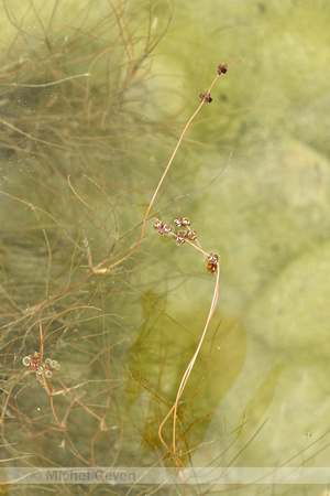 Draadfonteinkruid; Slender-leaved Pondweed; Potamogeton filiform