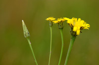 Hybride Glad Biggenkruid x Gewoon Biggenkruid; Hypochaeris Intermedia