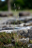 Oot; Wild Oat; Avena fatua