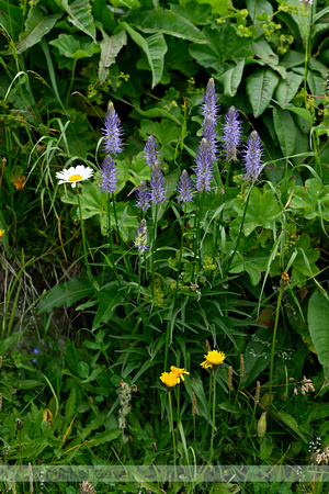 Phyteuma betonicifolium