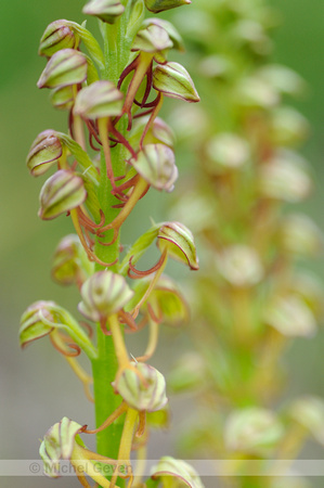 Poppenorchis; Aceras anthropophorum; Man Orchid