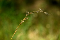 Beemdhaver; Meadow Oat-grass; Helictochloa pratensis