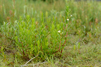 Genadekruid; Hedge Hyssop; Hedgehyssop; Gratiola officinalis