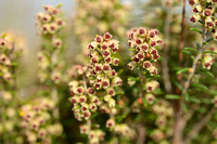 Bezemdophei; Green Heather; Erica scoparia